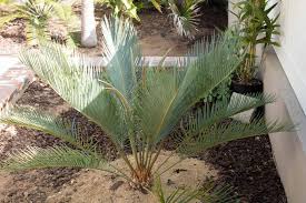Image result for Cycas thouarsii