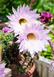 Close up orange cactus flower.show detail of flowers and petals. Pink Cactus Flowers This Flower Blooms Once A Year Horizontal Stock Photo Picture And Royalty Free Image Image 40928952