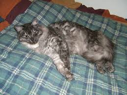 The silver coat in a solid colored maine coon is referred to as smoke. How Rare Is Black Smoke Coat Thecatsite