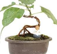 Bonsai Tree Ficus Religiosa With Pot (Live Plant)