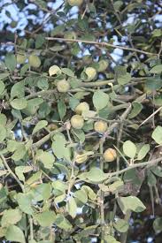 Image result for Balanites aegyptiaca