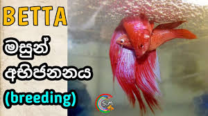 Betta Fish Fighter Care In Sinhala With News Youtube
