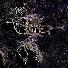 Little-known cells might be key to human brain's massive memory - The  Washington Post