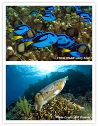 About Coral Triangle