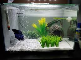 Bristlenose plecos make great betta fish tank mates. Betta Tank Upgrade Album On Imgur