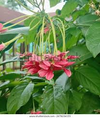 Image result for Combretum sp. A