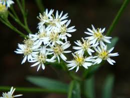 Image result for Oldenlandia fastigiata