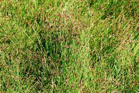 Image result for Cyperus laevigatus