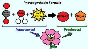 Understand cell respiration and study other topics of cell biology. On The Left Of The Formula You Will Find The Reactants That Means These Are The Input Photosynthesis Photosynthesis And Cellular Respiration Science Lessons