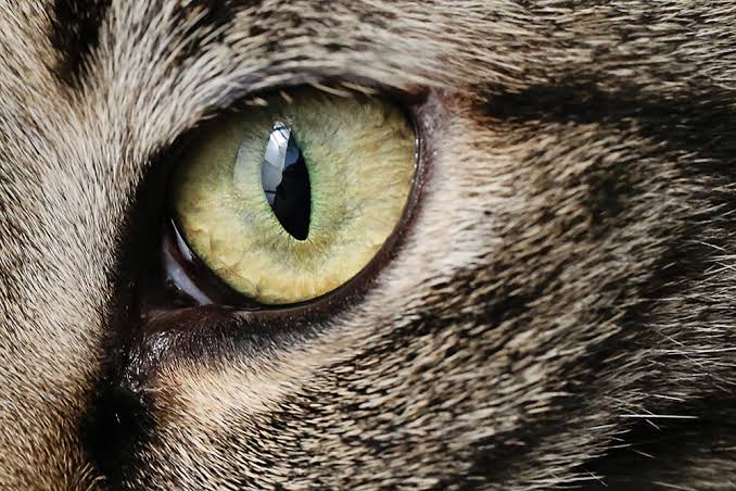 8 Types of Cat Eye Colors and Their Rarity (With Pictures) — Catster