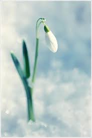 Maybe you would like to learn more about one of these? Pin By Janicke Routs On Blooms Beautiful Flowers Flowers Flower Beauty