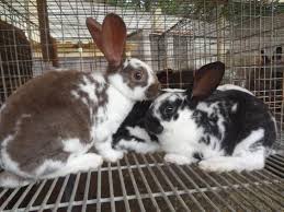 31 mini rex bunny rabbits for sale in rockville, md. Rex Broken Rex Mini Rex Rabbits For Sale Drummond Gumtree South Africa 110855492 Mini Rex Rabbit Rabbits For Sale Gumtree South Africa