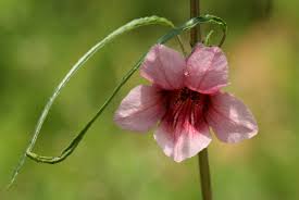 Image result for Sesamum alatum