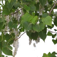 Cottonwood trees often form groves, like this one just cottonwood tree facts. Identify The Cottonwoods Trees In The Willow Family