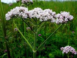 Image result for Valeriana