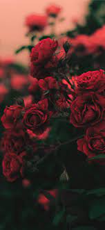 Wallpaper video player, animation wallpaper download, wmv background, dreamscene seven wallpapers download, corona wallpaper 4k, live wallpaper for mobile download, wallpaper video photo, hd flower wallpapers 1080p for mobile, beach phone wallpaper 4k, best phone wallpapers. Flower Wallpaper Kolpaper Awesome Free Hd Wallpapers