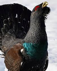 A Gorgeous Capercaillie Also Known As A Wood Grouse Natureisfuckinglit In 2020 Wildlife Animals Wildlife Animals