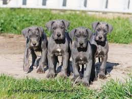 This is a bit sad to admit, but senior great danes are in their last. Blue Great Dane Puppies California Petsidi