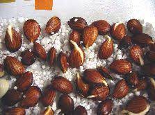 Untitled Document Growing Fruit Growing Seeds Peach Trees