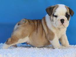 The first one is bueno's little bulldogs and the second one is hamilton bulldogge kennels. View Ad Bulldog Litter Of Puppies For Sale Near Texas Dallas Usa Adn 17696