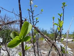 Image result for Xylotheca tettensis