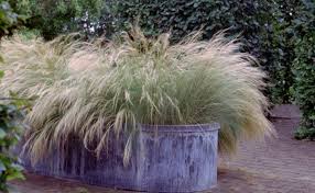 Image result for Polystachya tenuissima