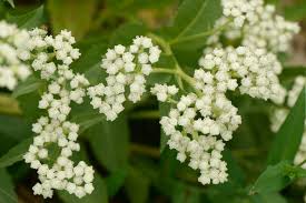 Image result for Parthenium