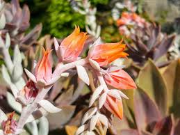 That is the healing power of flowers, and especially the color of the flower matters. Late Summer Garden Tours At Skylands The Martha Stewart Blog