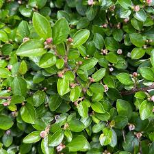 Image result for Distephanus divaricatus