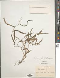 Image result for Isachne mauritiana