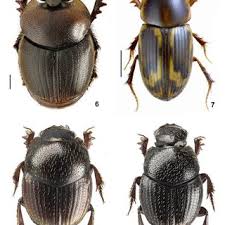 Image result for Amorphophallus abyssinicus