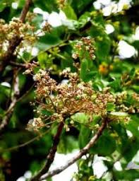 Image result for Ekebergia benguelensis
