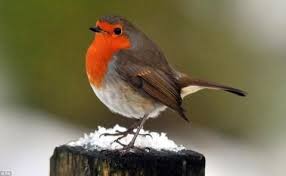 Small Bird With White Stripe On Head Uk British Robin Redbreast England S National Bird Robin Bird Animals Beautiful Birds