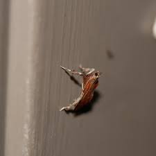 Image result for Nicolasia stenoptera