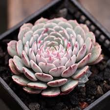 echeveria pinwheel tuxpan 纸风车2019 06 03 succulents 多肉植物 echeveria 多肉 succulents plants pinwheels