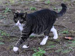 All Things Warrior Cats Roleplay Characters Showing 1 16 Of 16 Black Tabby Cat Tabby Cat Black Tabby