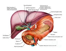 Check spelling or type a new query. Anatomy Of Liver Antero Visceral View Tote Bag For Sale By Stocktrek Images