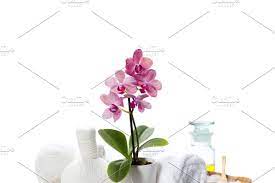 Spa Composition Pink Orchids Orchid Flower Orchids