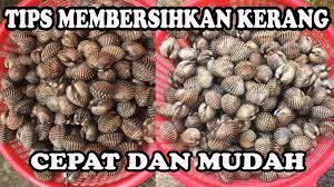 Basuh kerang dan masukkan ke dalam kuali. Cara Membersihkan Kerang Youtube