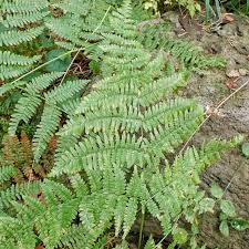 Image result for Pteridium aquilinum