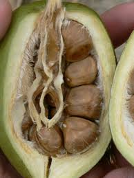 Image result for Pachira glabra