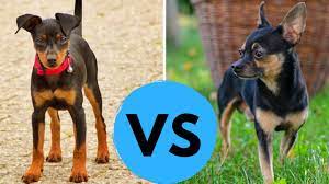 Mini pinscher chihuahua mix products and accessories. Chihuahua Vs Miniature Pinscher Comparsion Youtube