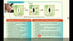 Proses pertukaran gas terjadi melalui lapisan yang terdiri dari epitel alveoli, membran basalis, cairan antarsel endotel kapiler. Biologi T5 2 2 Pertukaran Gas Dalam Tumbuhan Youtube