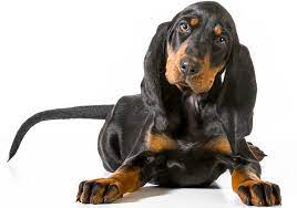 Black and tan coon dog. Everything About Your Black And Tan Coonhound Luv My Dogs