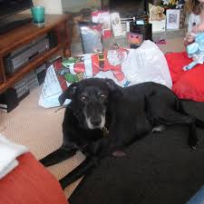 Over time, the acidic nature of the vinegar may eat away at the tag, eventually causing it to fall off. Removing A Skin Tag From A Dog Pethelpful