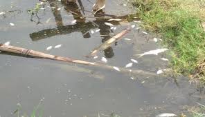 Ia mengungkapkan, saat sungai tercemar, secara alami bakteri di dalam air berupaya menetralkan limbah. Ikan Di Sungai Brantas Banyak Yang Mati Mendadak Ini Kata Pemerhati Lingkungan