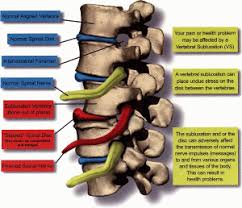 Their articulations with the ribs allow them to provide a. What Is A Subluxation