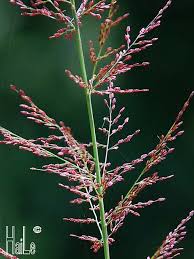 Image result for Eragrostis japonica