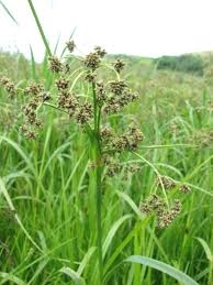 Image result for Scepocarpus trinervis