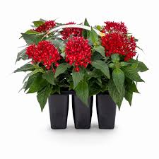 Image result for Pentas herbacea